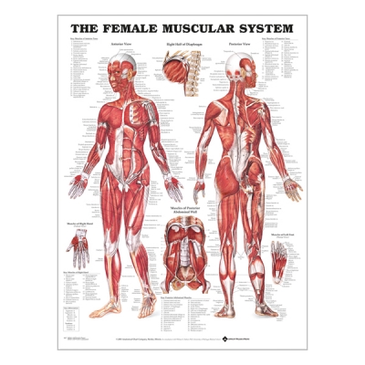 Charte « Female muscular system »