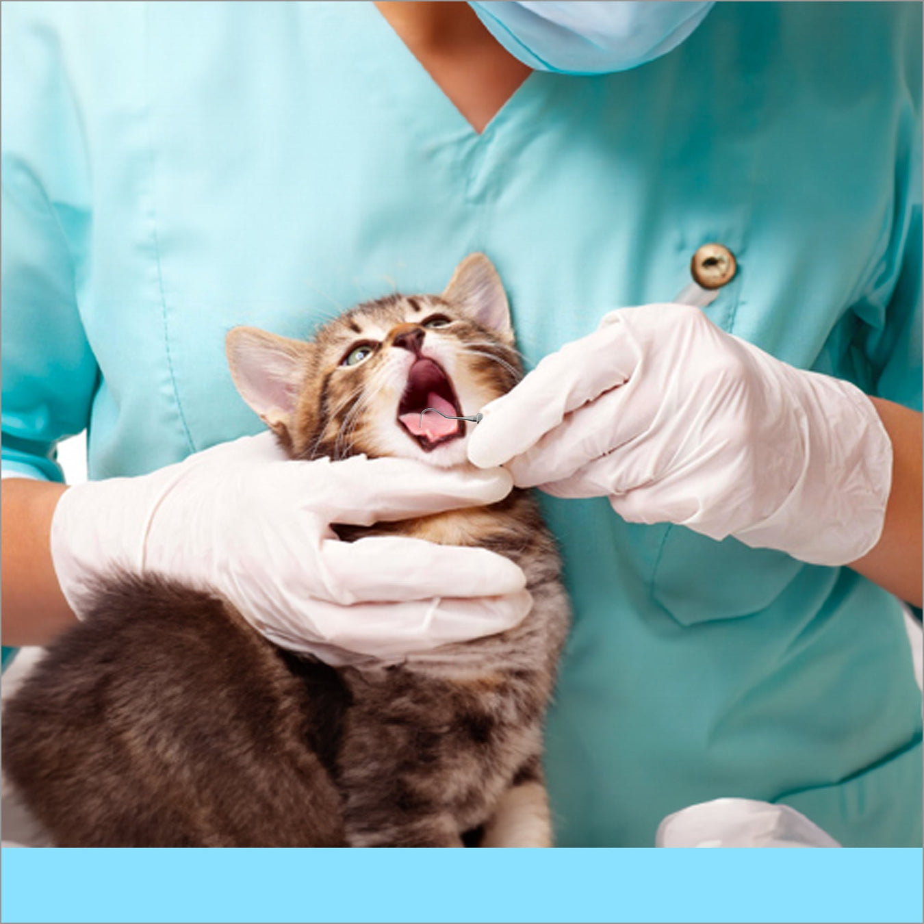 Animal dentistery