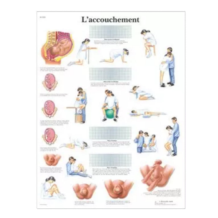 French anatomical charts