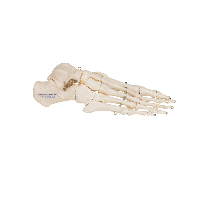 Model: Foot skeleton