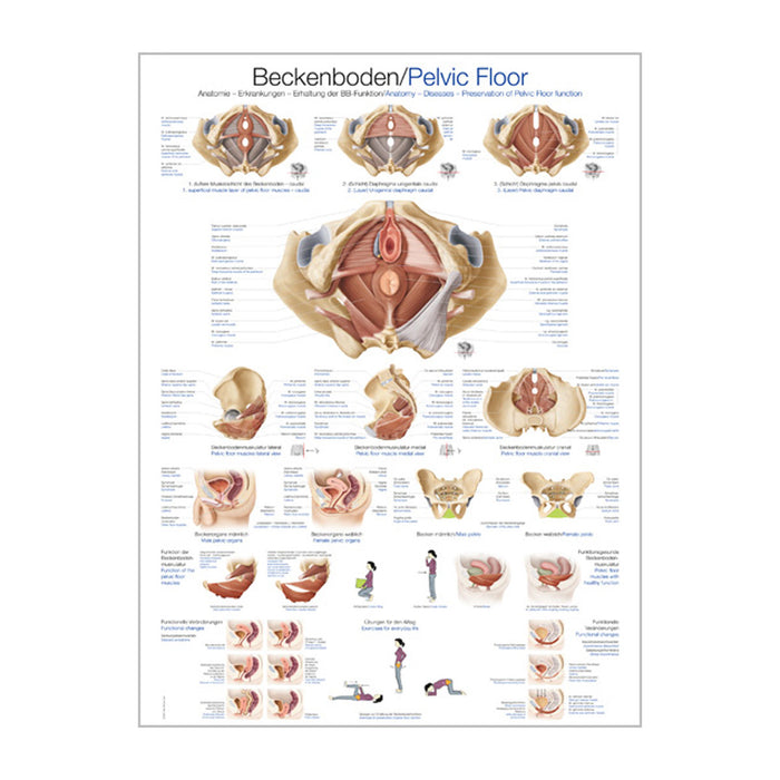 English Anatomical chart