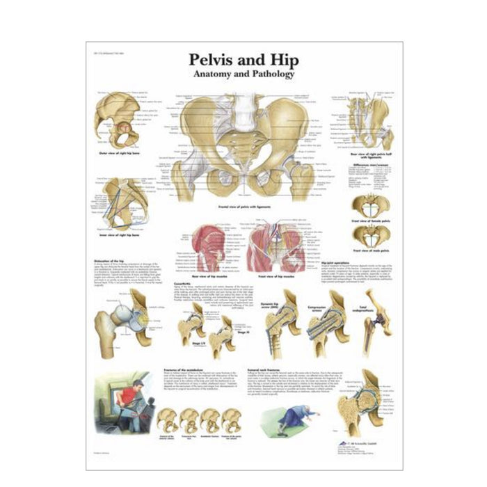 English Anatomical chart