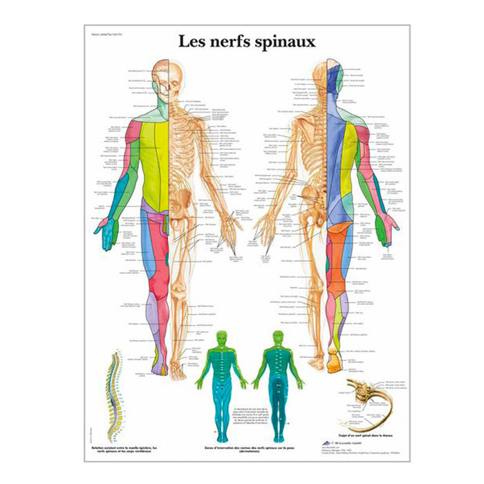 Chartes anatomiques en français