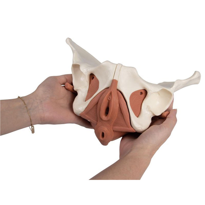 Female Pelvic Floor Model - 12 parts, magnetic