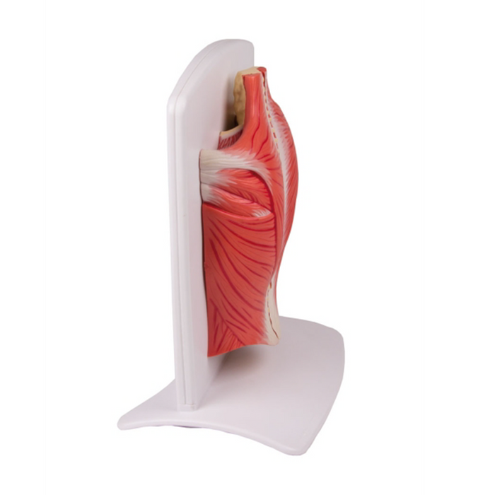 Back muscle model, 4-part