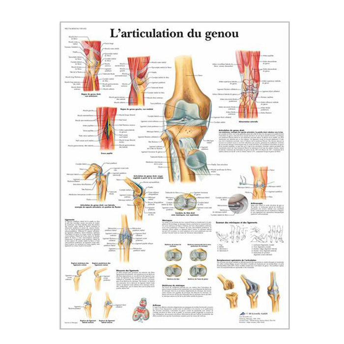 French anatomical charts