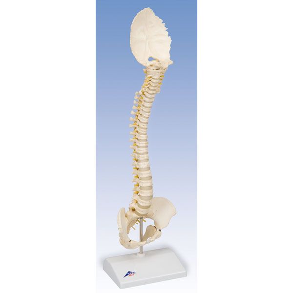 BONElike Child's Vertebral Column Model