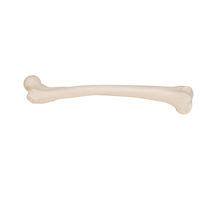 Model femur