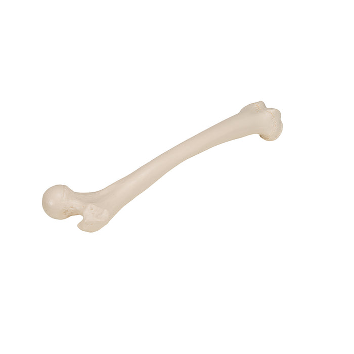 Model femur