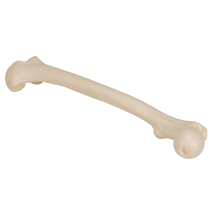 Model femur