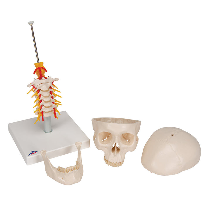 Human Skull Model on Cervical Spine, 4 parts