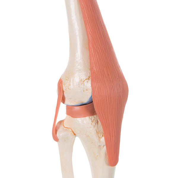 Deluxe functional knee joint model