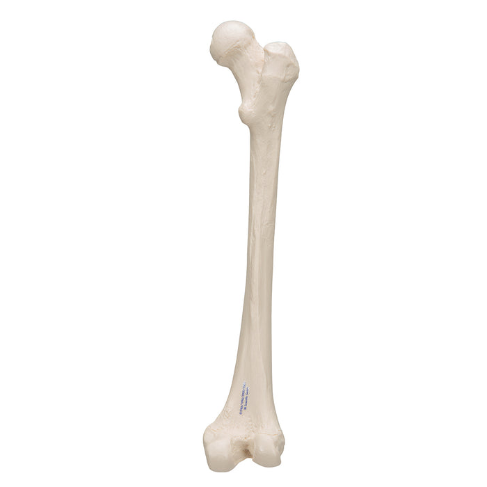 Model femur