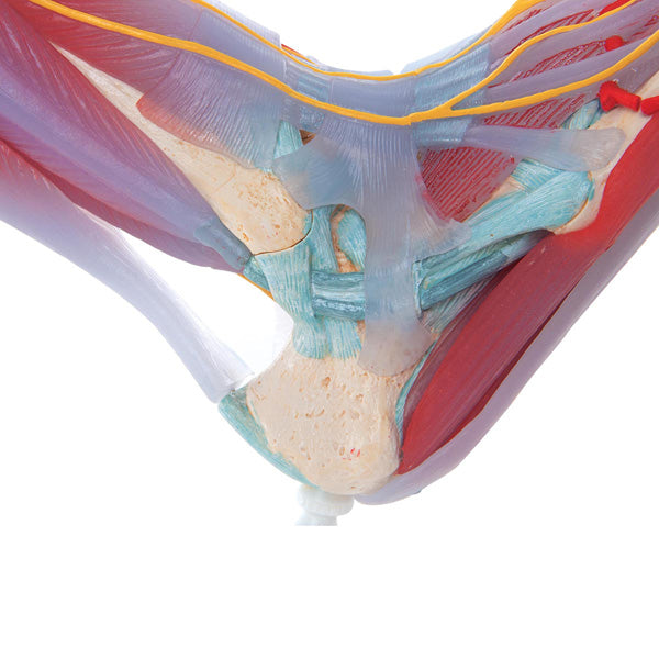 Foot Skeleton Model with Ligaments and Muscles