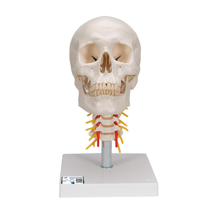 Human Skull Model on Cervical Spine, 4 parts