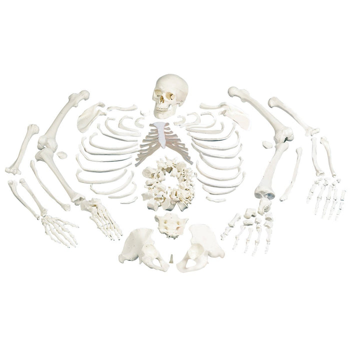 Disarticulated full skeleton model