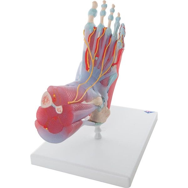 Foot Skeleton Model with Ligaments and Muscles