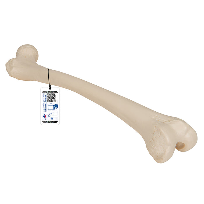 Model femur