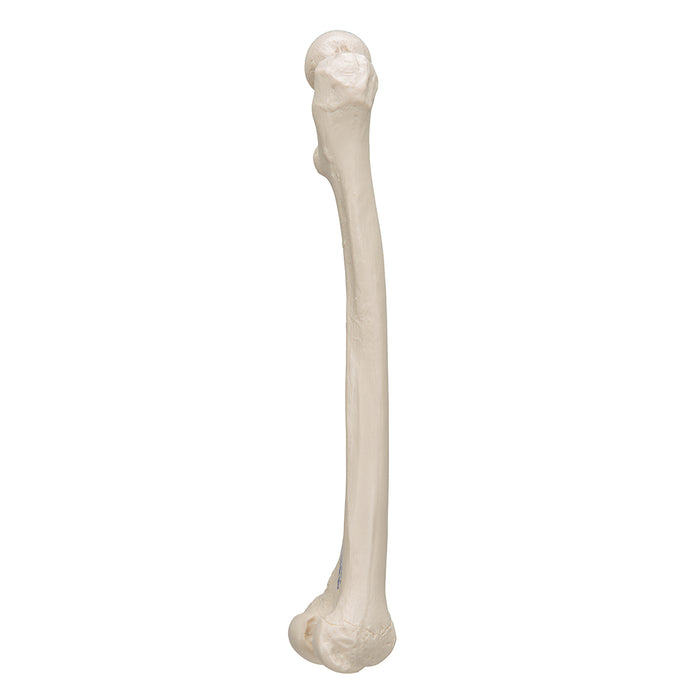 Model femur