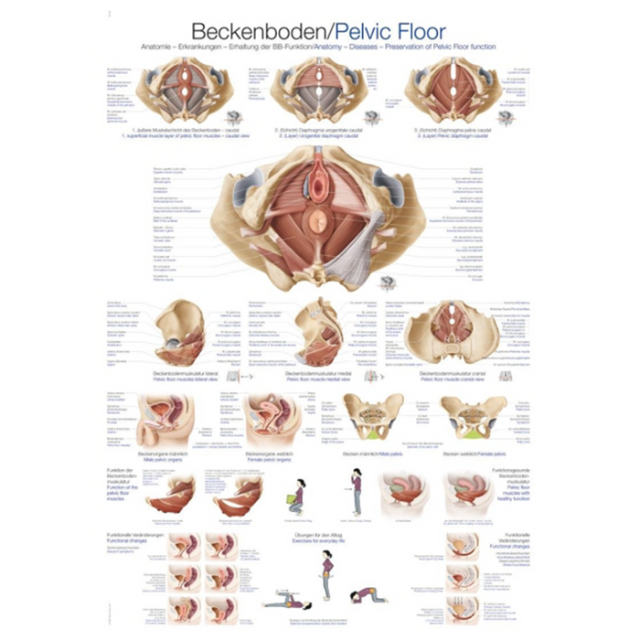 Chart: Pelvic floor 50cm x 70cm /la