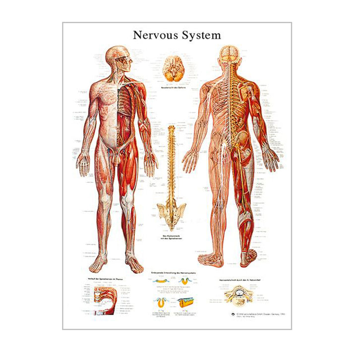 English Anatomical chart