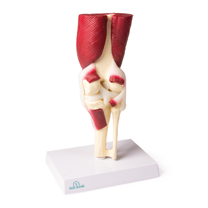 Knee Joint model,  life size,  with muscles