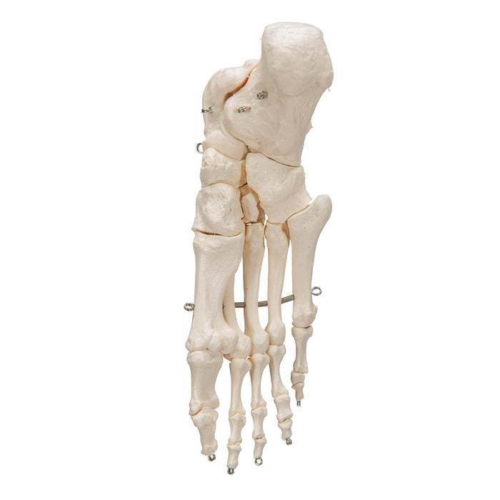 Model: Foot skeleton