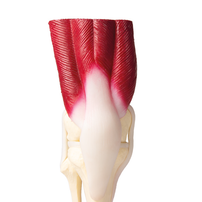 Knee Joint model,  life size,  with muscles