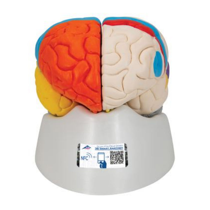 Model: Neuro-Anatomical Brain, 8 part