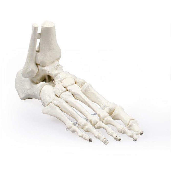 Model: Foot skeleton w/tibia & fibula