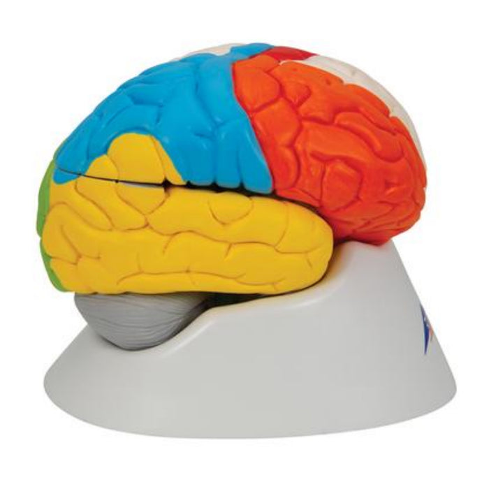 Model: Neuro-Anatomical Brain, 8 part