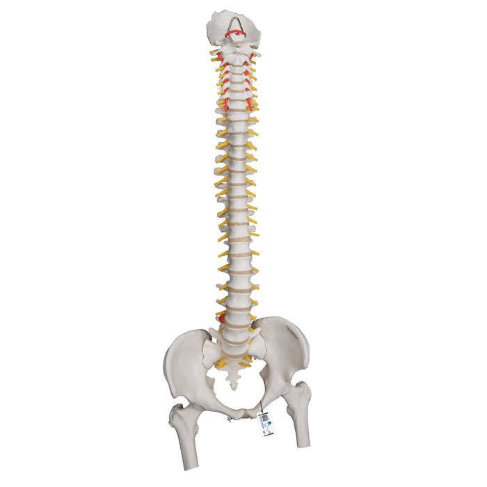 Model: flexible spine with femur heads