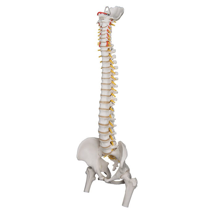 Model: flexible spine with femur heads