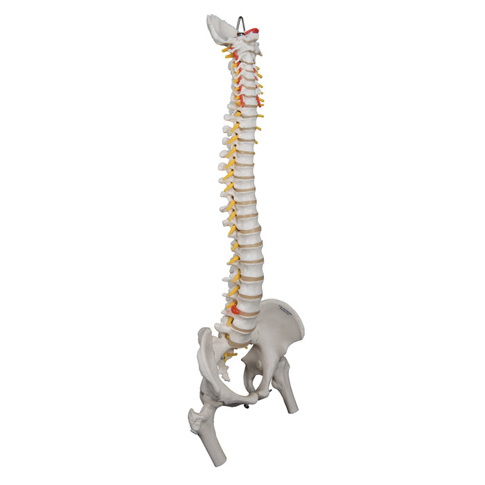 Model: flexible spine with femur heads