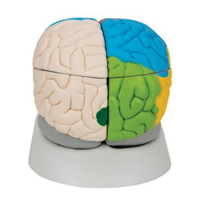 Model: Neuro-Anatomical Brain, 8 part