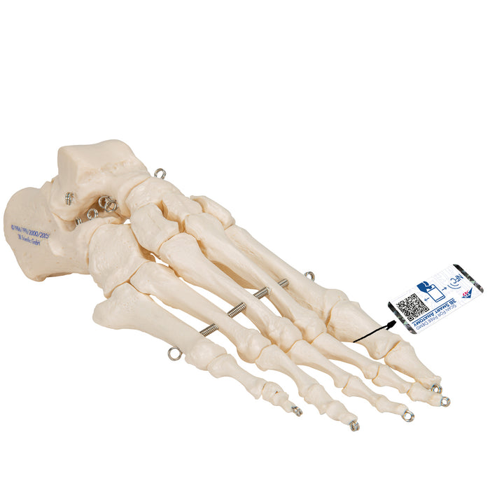 Model: Foot skeleton