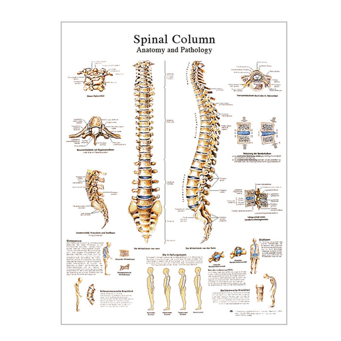 English Anatomical chart