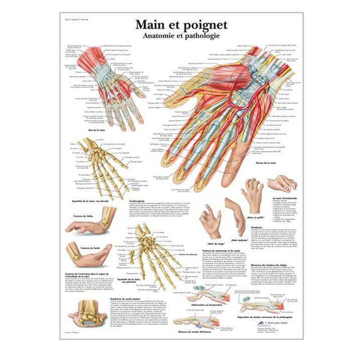 Chartes anatomiques en français