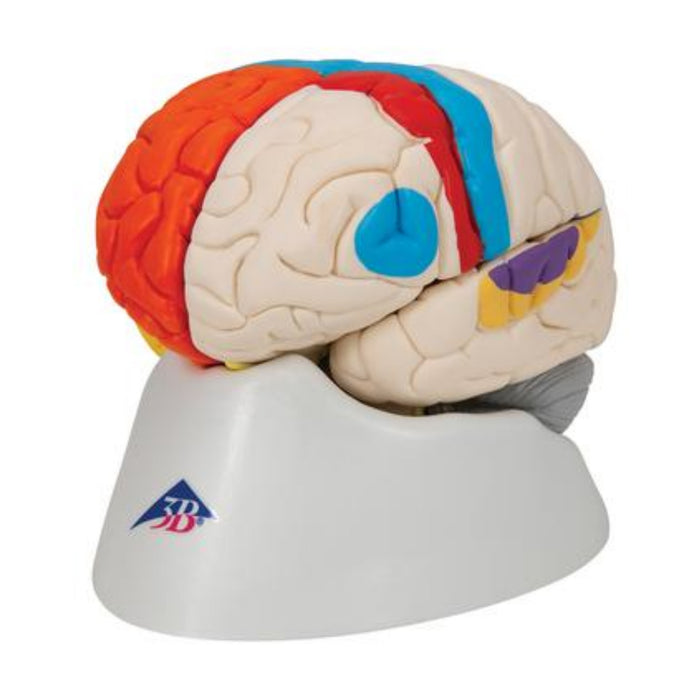 Model: Neuro-Anatomical Brain, 8 part