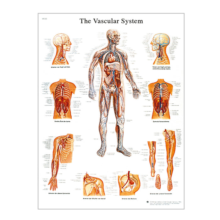 English Anatomical chart