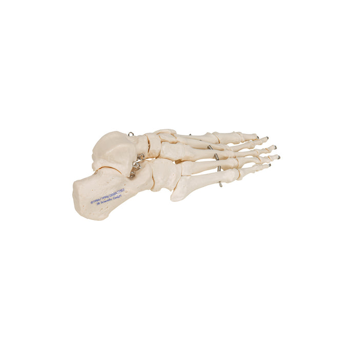 Model: Foot skeleton