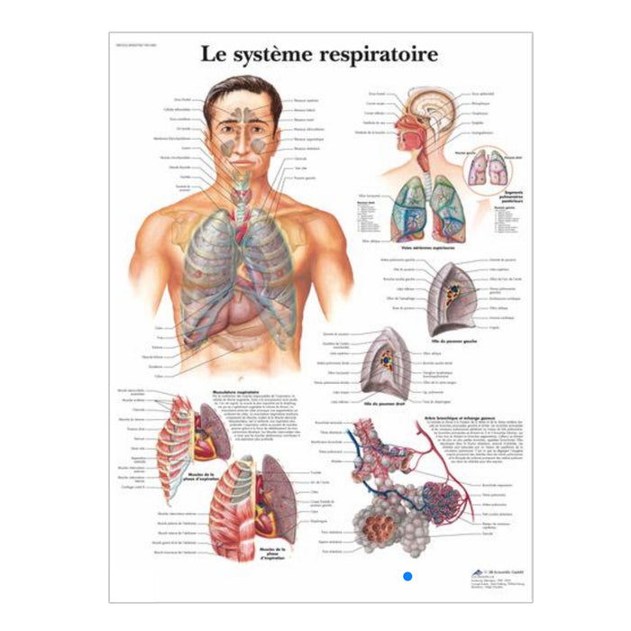 Chartes anatomiques en français