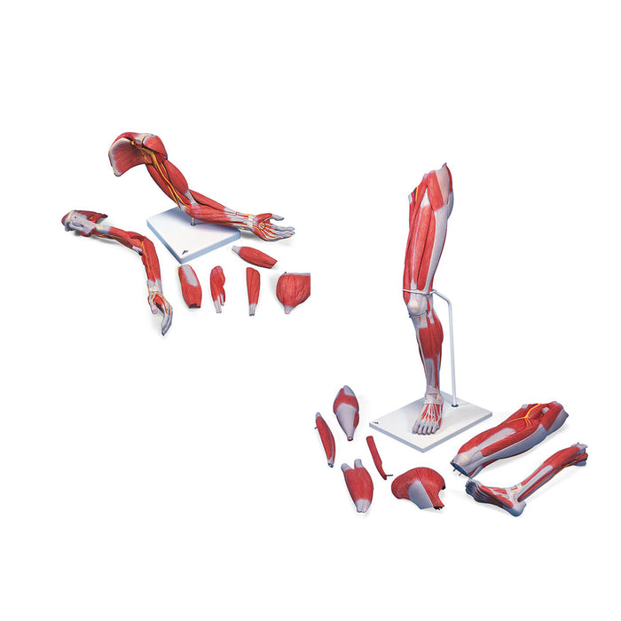 Deluxe anatomy Set Life-Sized Muscled Arm & Leg