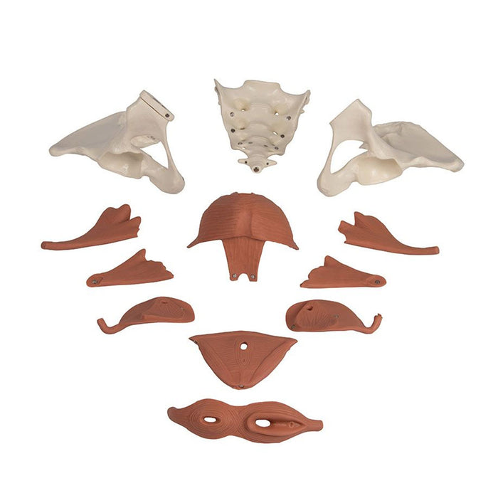 Female Pelvic Floor Model - 12 parts, magnetic