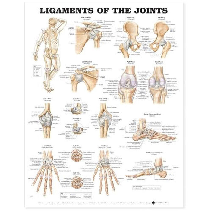 English Anatomical chart