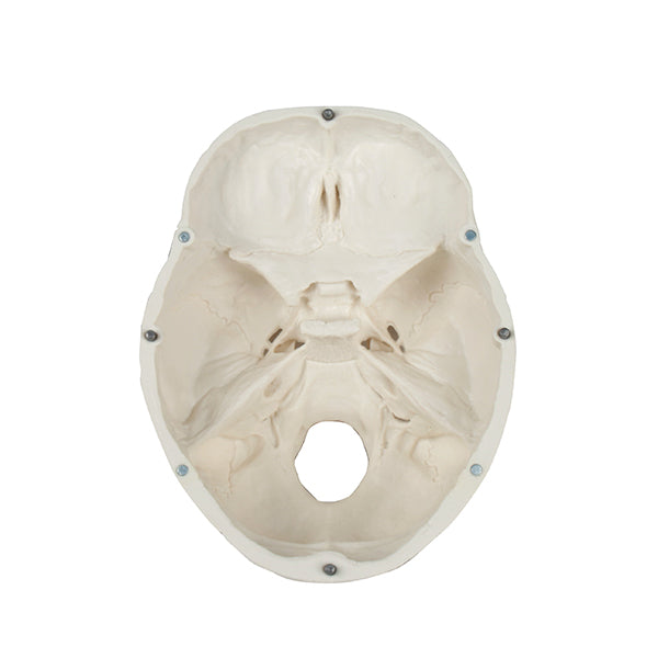 Skull model - 3 parts