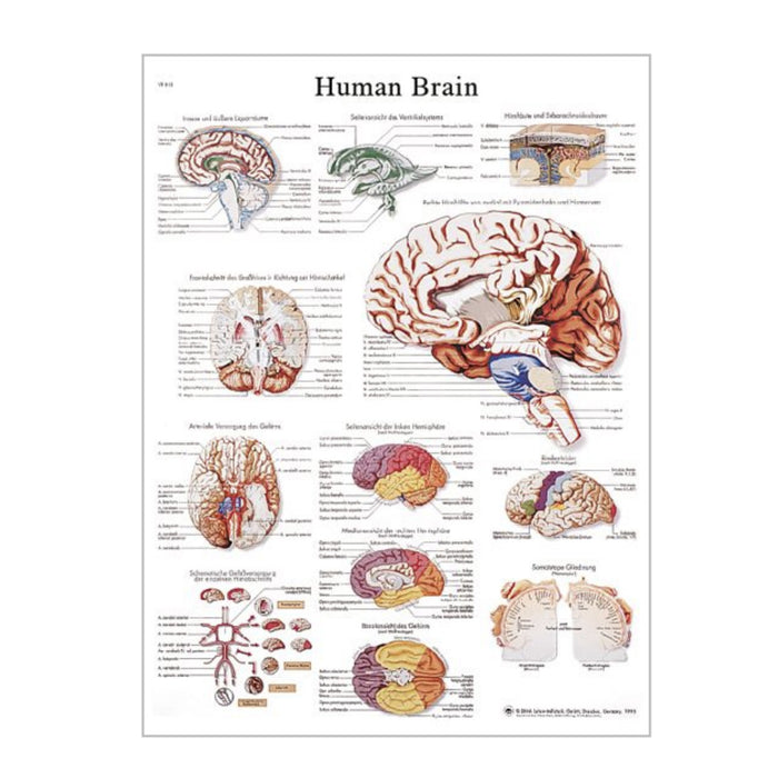 English Anatomical chart