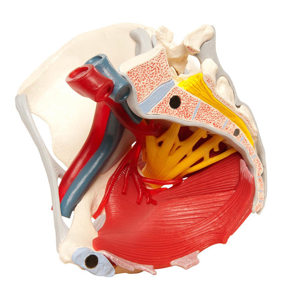 Removable Female pelvis model with ligaments, vessels nerves,  pelvic floor and organs - 6 parts