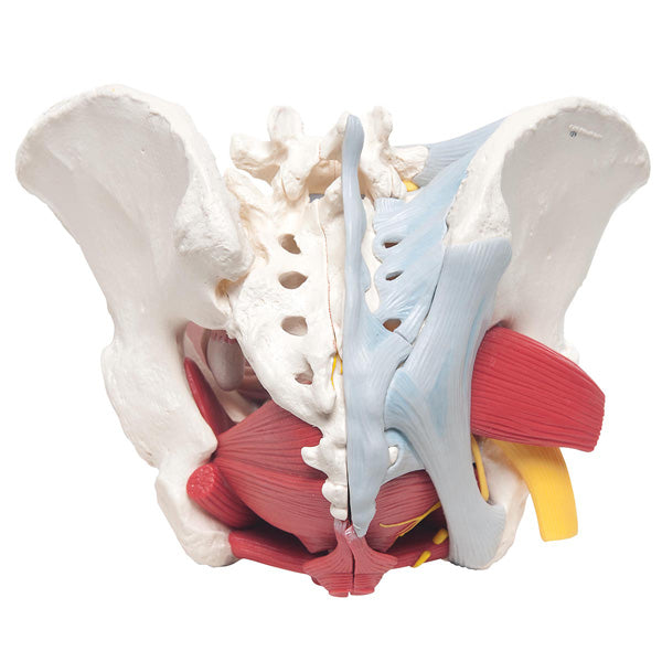 Removable Female pelvis model with ligaments, vessels nerves,  pelvic floor and organs - 6 parts