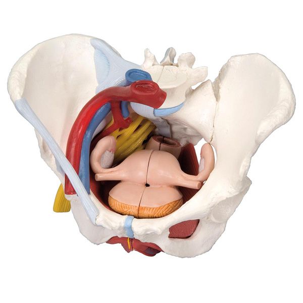 Removable Female pelvis model with ligaments, vessels nerves,  pelvic floor and organs - 6 parts